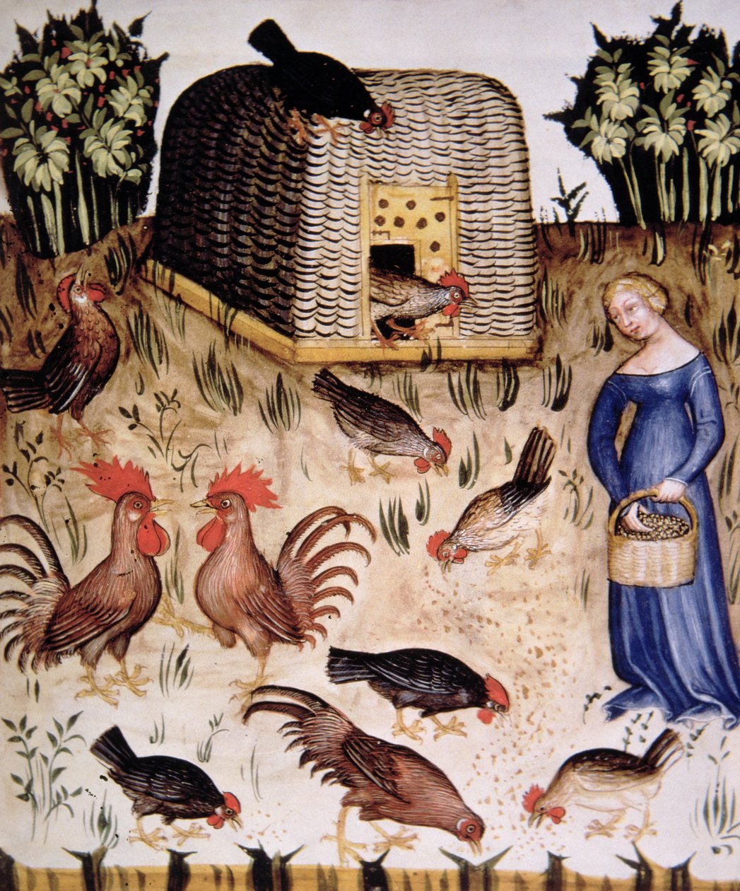 Fol.65r oppdrettshaner, illustrasjon fra Tacuinum Santiatis Codex Vindobonensis av Italian School