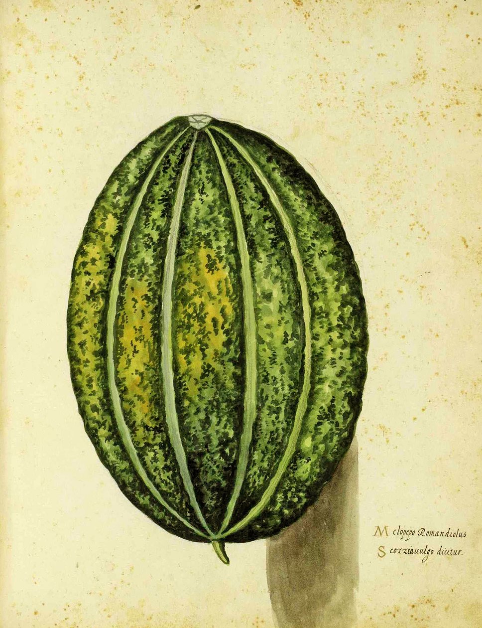 Heirloom Squash av Ulisse Aldrovandi (1522 - 1605) plate utgitt i Piante Fiori Frutti (håndfarget gravering). av Italian School