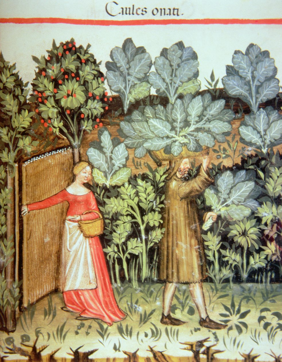 Nova 2644 fol.23r Høsting av kål, fra Tacuinum Sanitatis Codex Vindobonensis av Italian School
