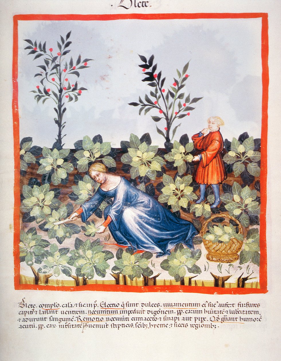 Nova 2644 fol.27r Høsting av kinesiske blader, fra Tacuinum Sanitatis av Italian School