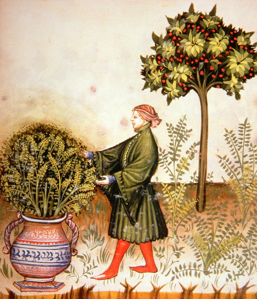 Nova 2644 fol.31r Cutting Basilikum, fra Tacuinum Sanitatis av Italian School