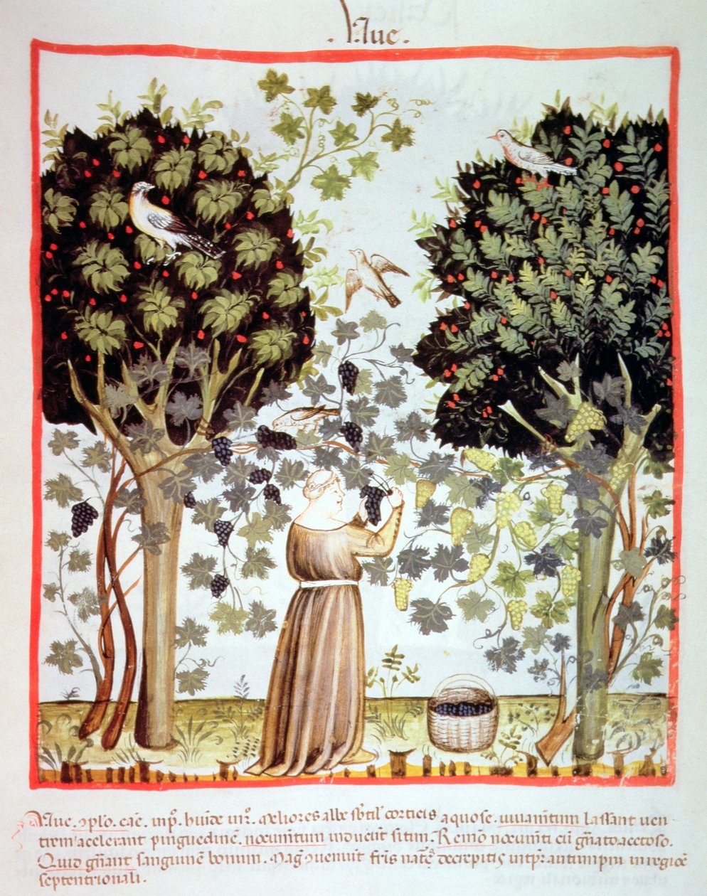 Nova 2644 fol.5r Høstdruer, Tacuinum Sanitatis av Italian School