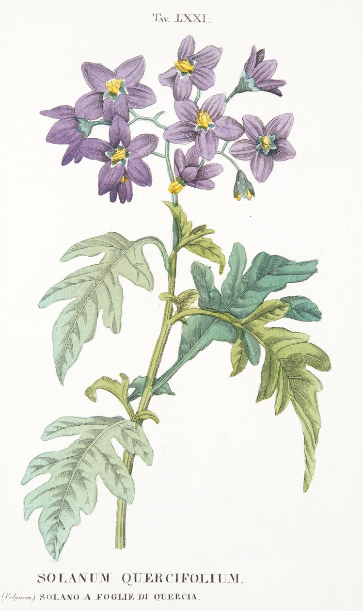 Solanum Quercifolium, plate LXXI, fra Antotrophy That is DeFiori Cultivation av Antonio Piccioli, pub. 1834 av Italian School