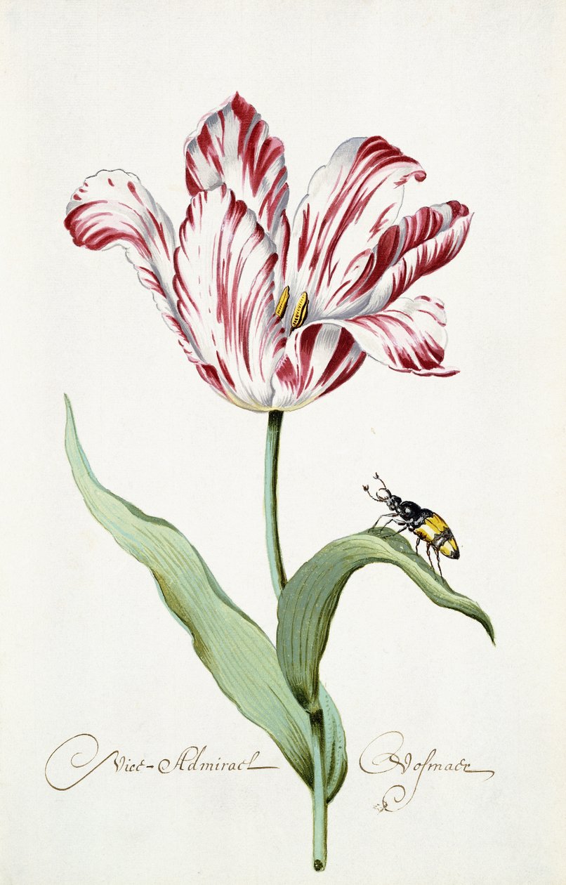 Admiral Tulip av Italian School