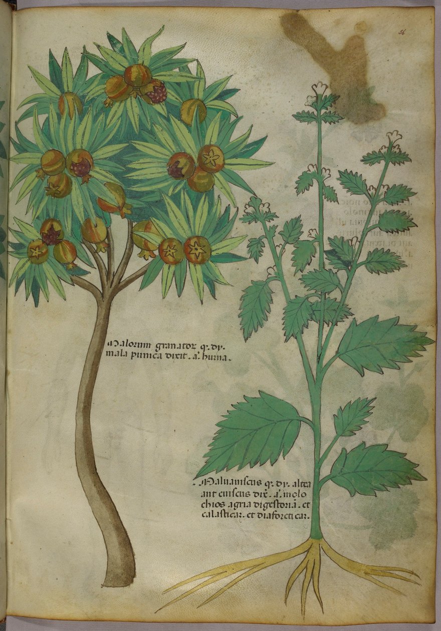 Botanisk illustrasjon (blekk og farge på papir) av Italian School