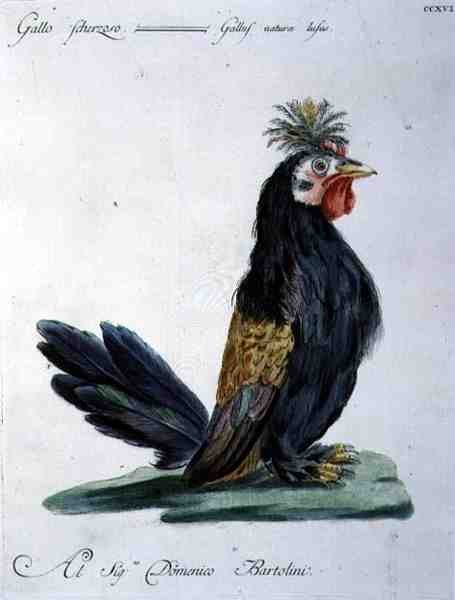 Hane, ca. 1767-76 (håndfarget gravering) av Italian School