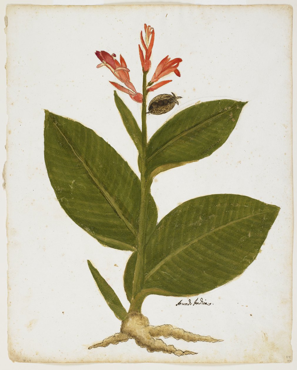 Indian Shot (Canna indica) (wc på papir) av Italian School