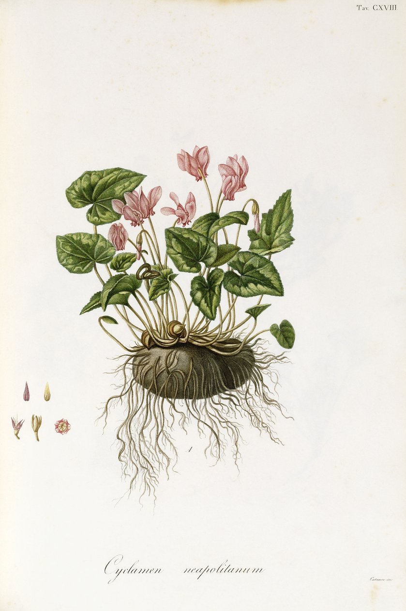 Eføybladsyklamen - Cyclamen Neapolitanum, 1811-1838 av Italian School