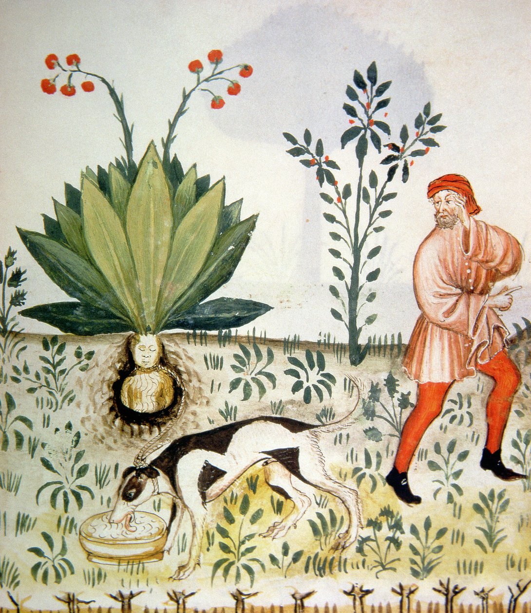 Nova 2644 fol.40r Mandrake, fra Tacuinum Sanitatis av Italian School