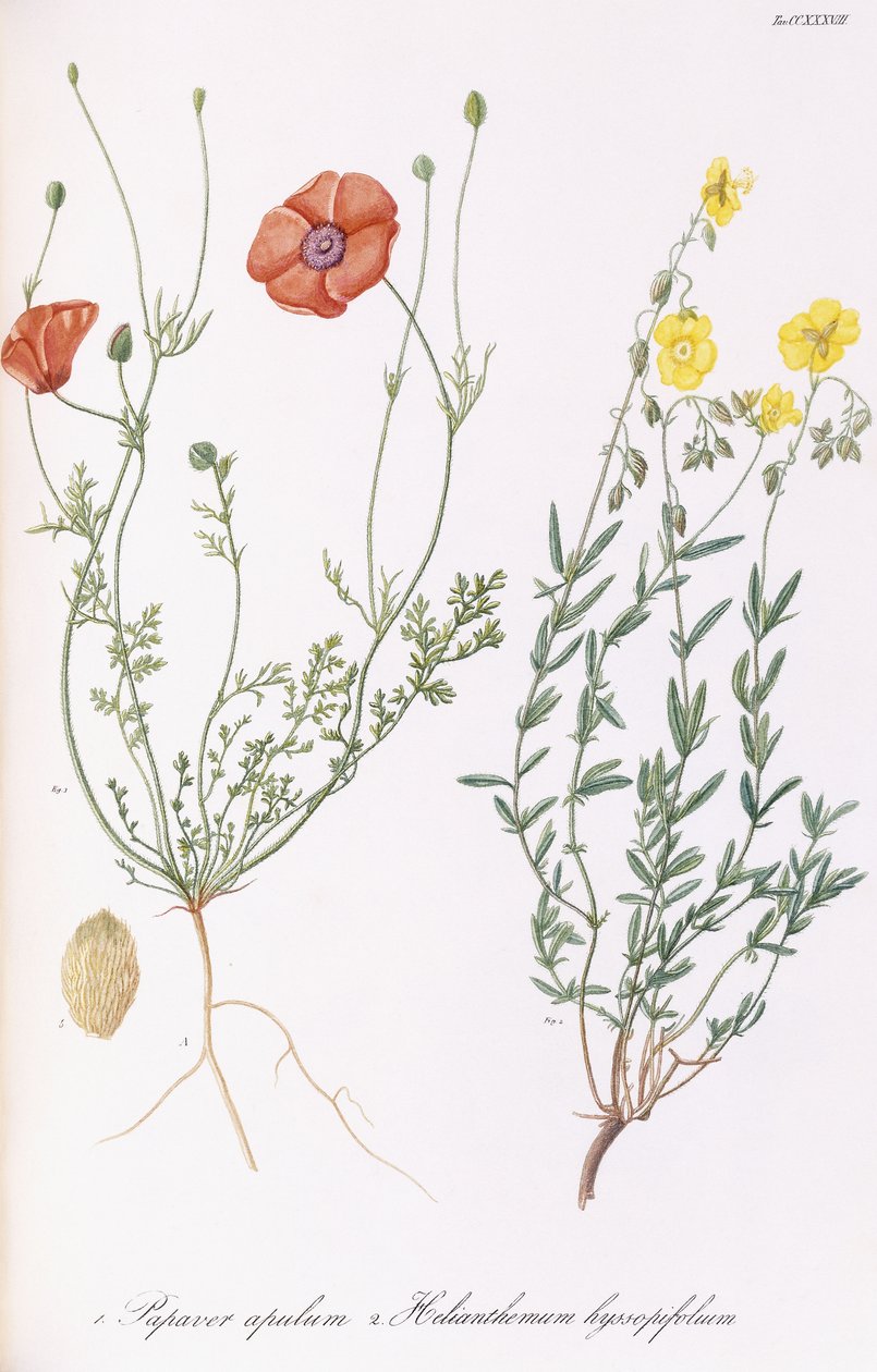 Valmueapule og Helianthemum hyssopifol, 1811-1838 av Italian School