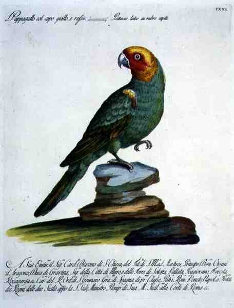 Papegøye, ca. 1767-76 (håndfarget gravering) av Italian School