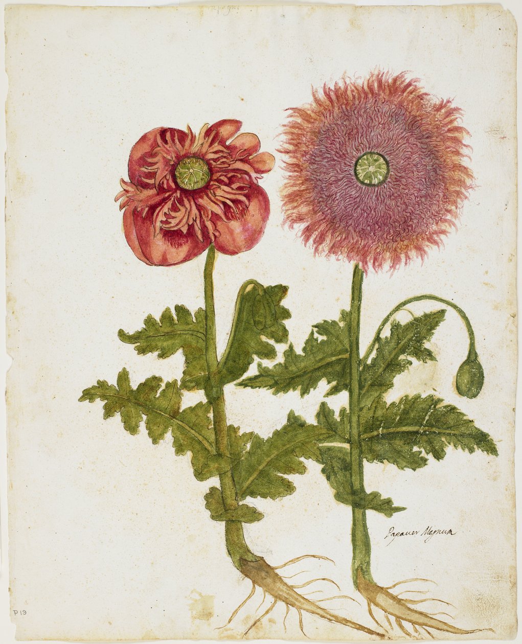 Valmuer (Papaver spp.) (wc og tempera på papir) av Italian School
