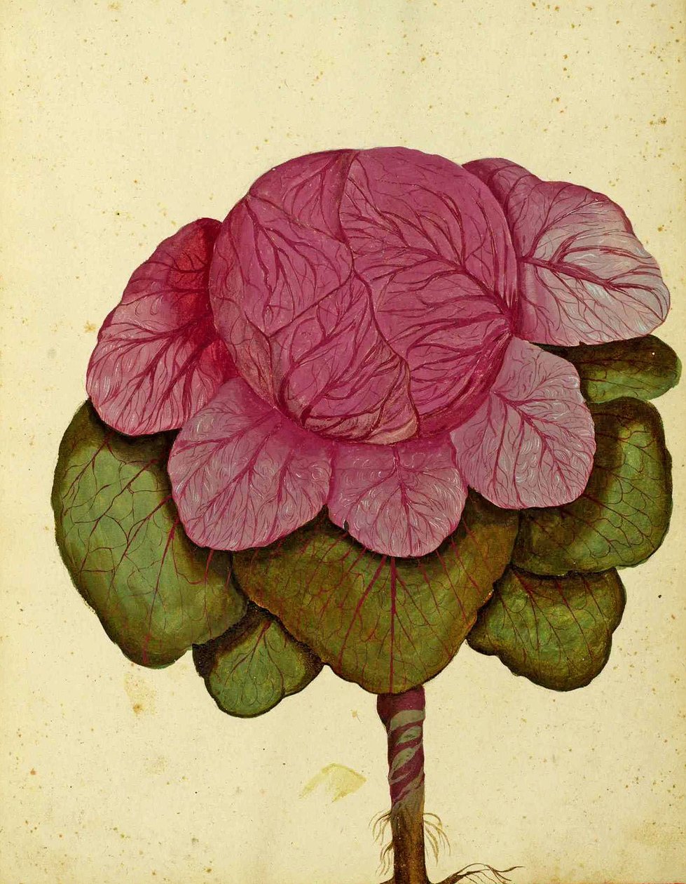 Savoy of Verona Cabbage av Ulisse Aldrovandi av Italian School