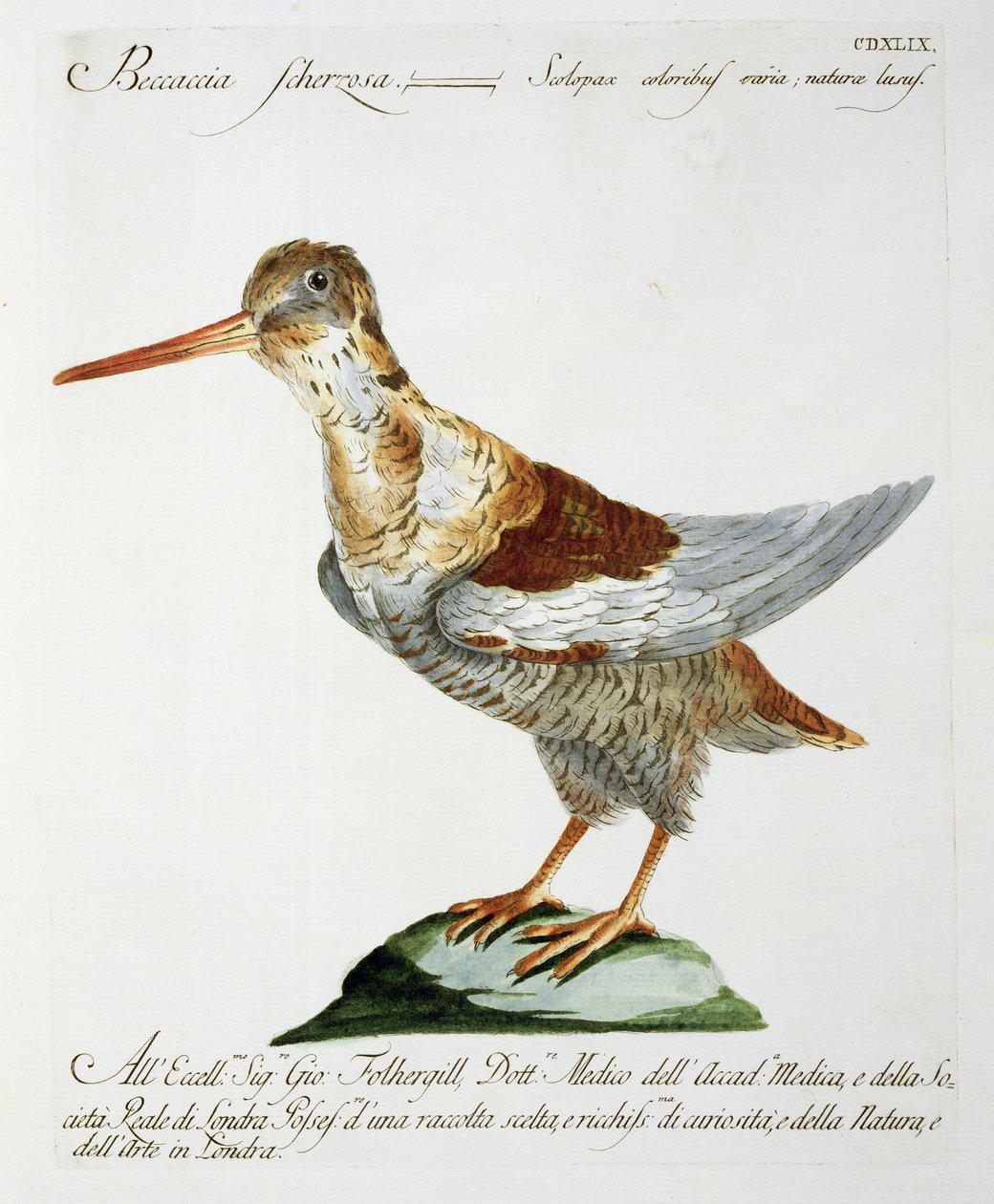 Snipe, ca. 1767-76 (håndfarget gravering) av Italian School