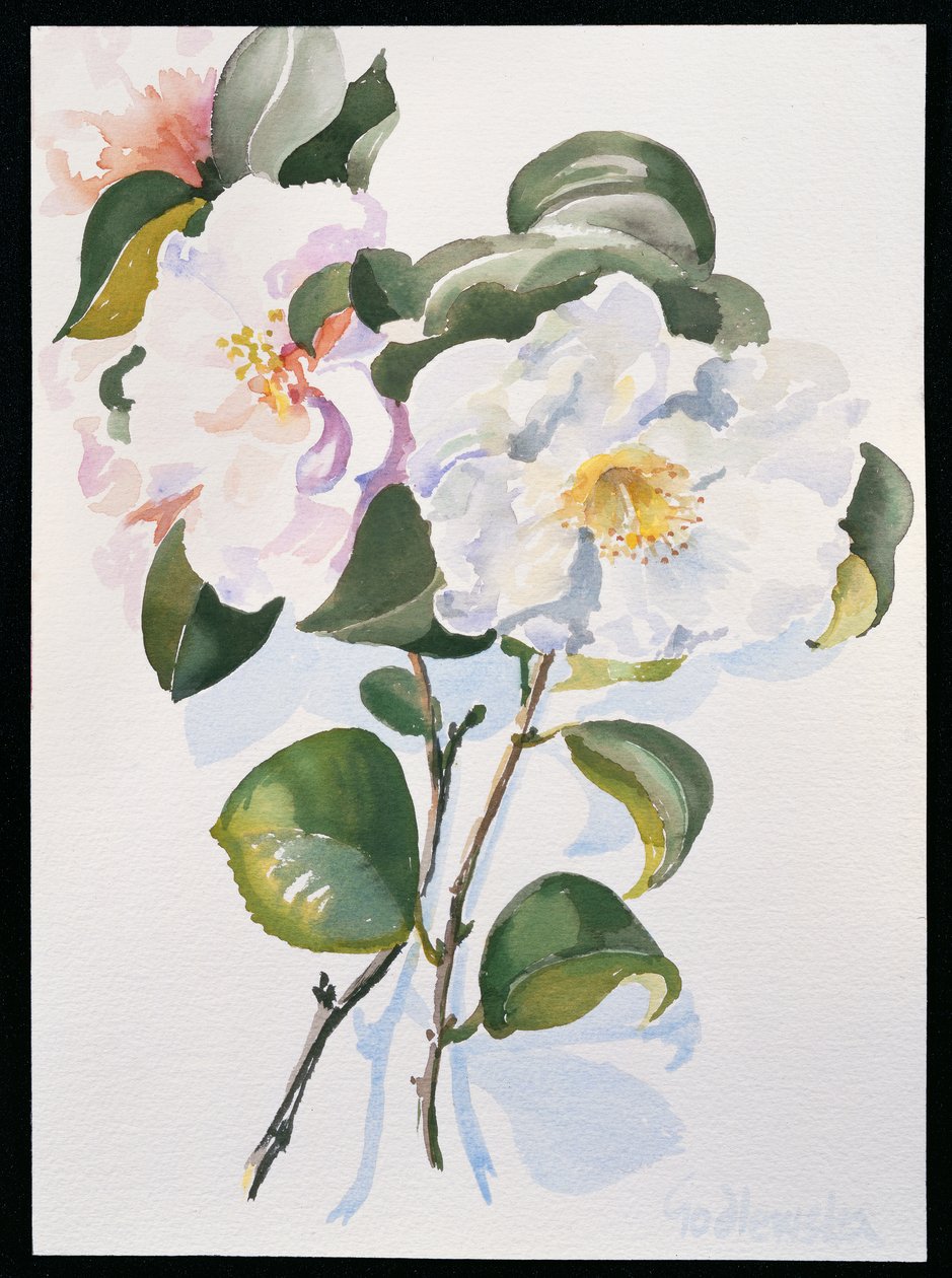 Camelia, 1998 (wc på papir) av Izabella Godlewska de Aranda