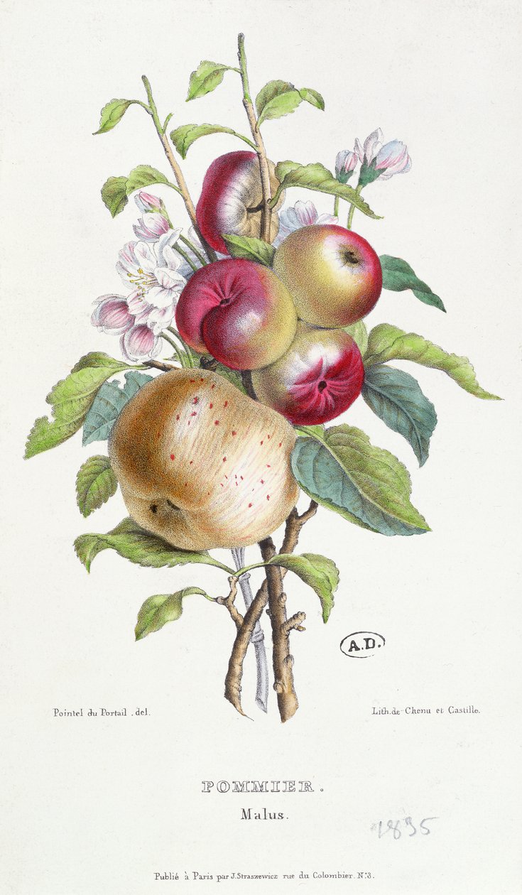 Epletre (Malus), ca. 1835 av J. B. Pointel du Portail
