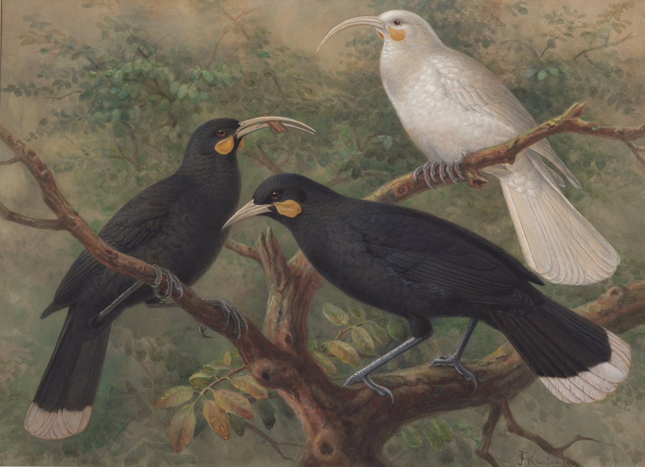 Three Huia (Heteralocha acutirostris) av J. G. Keulemans