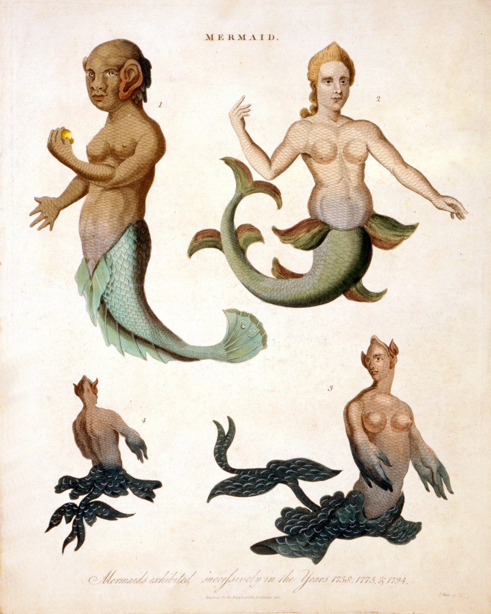 Havfrue, fra Encyclopaedia Londinensis, 1817 farget gravering av J. Pass