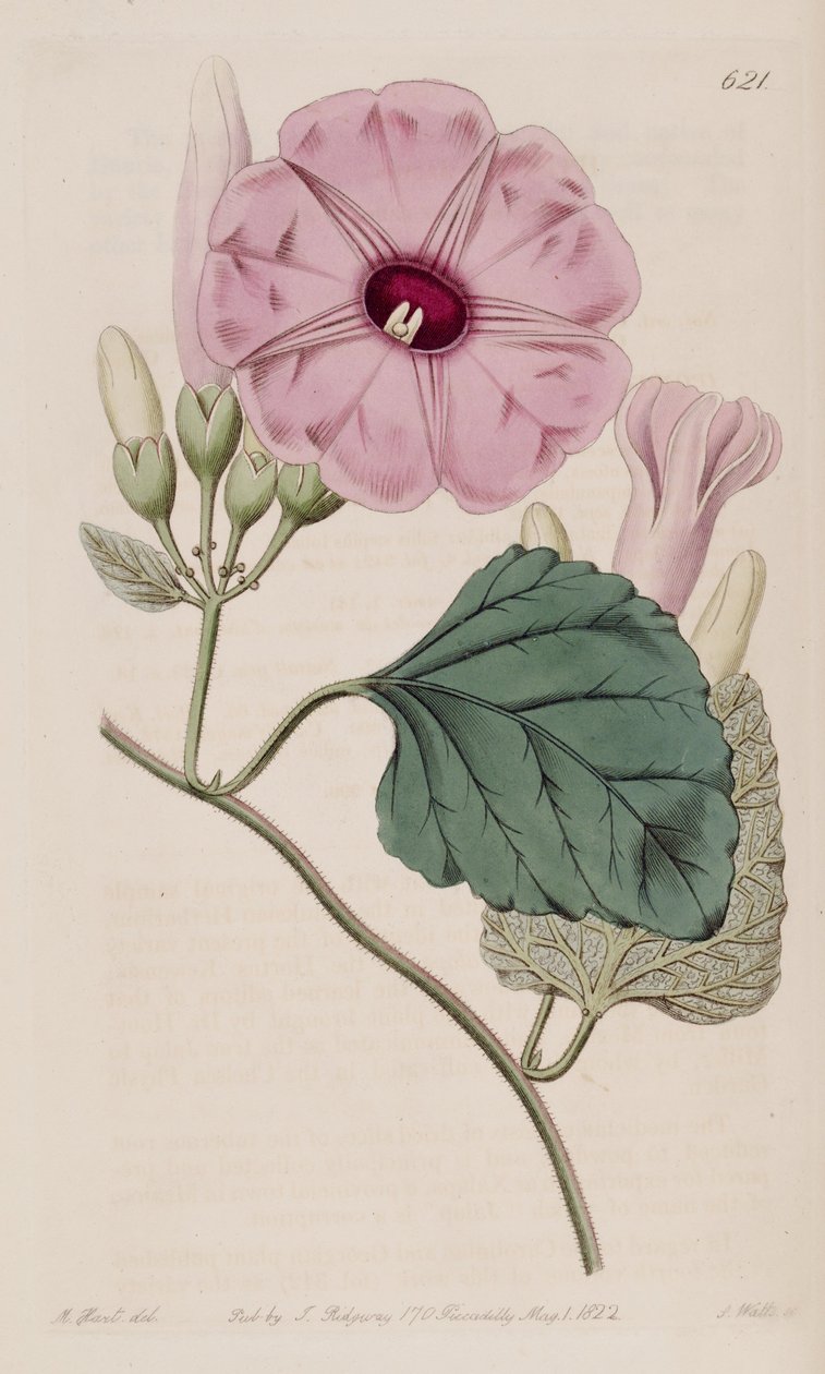 Ipomoea jalapa av J.Sims