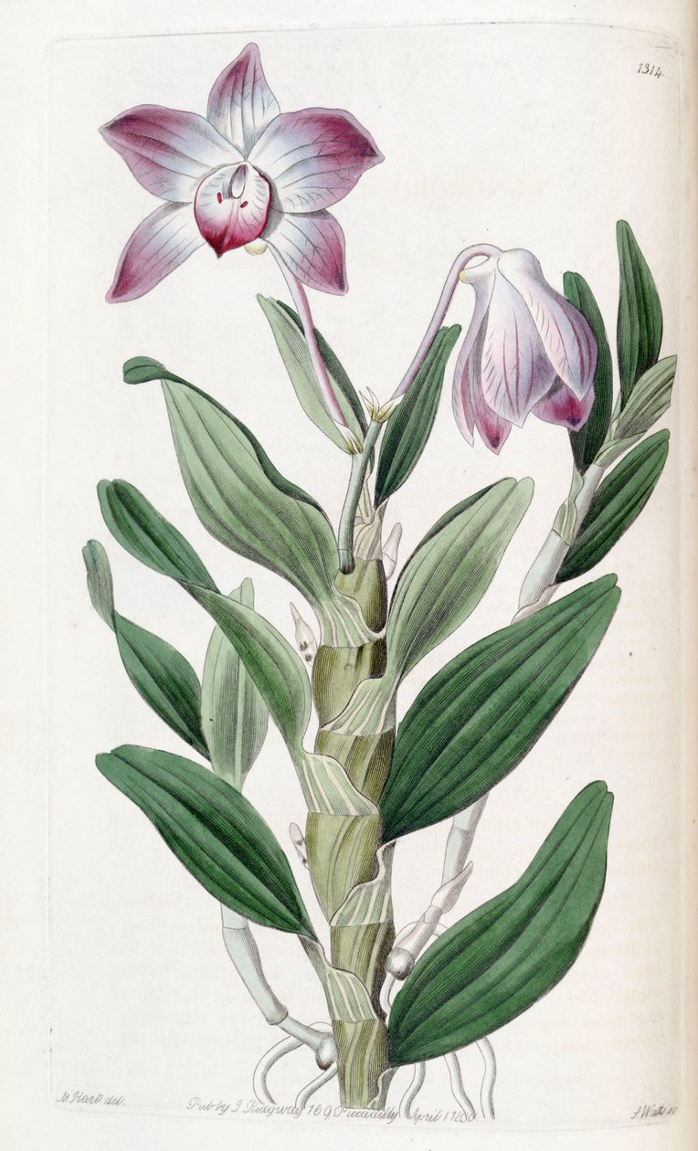 Dendrobium moniliforme av Jams  Watts