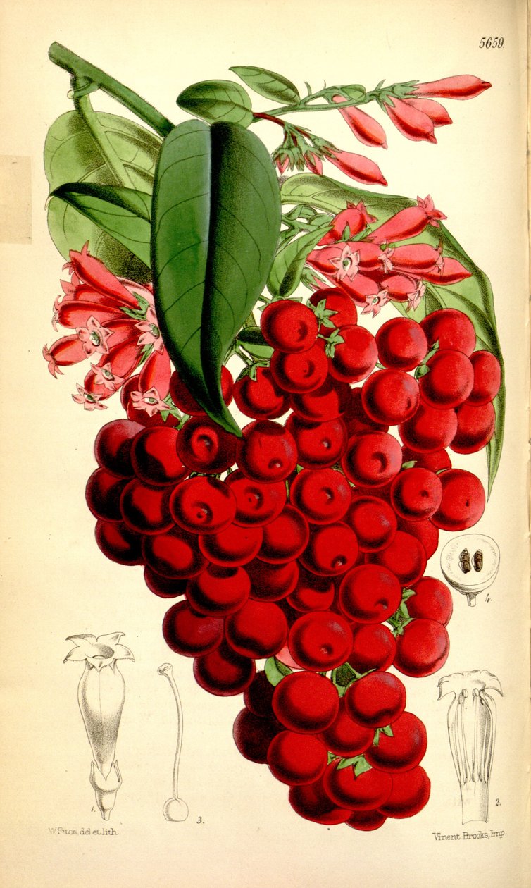 Cestrum elegans av J.D.Hooker