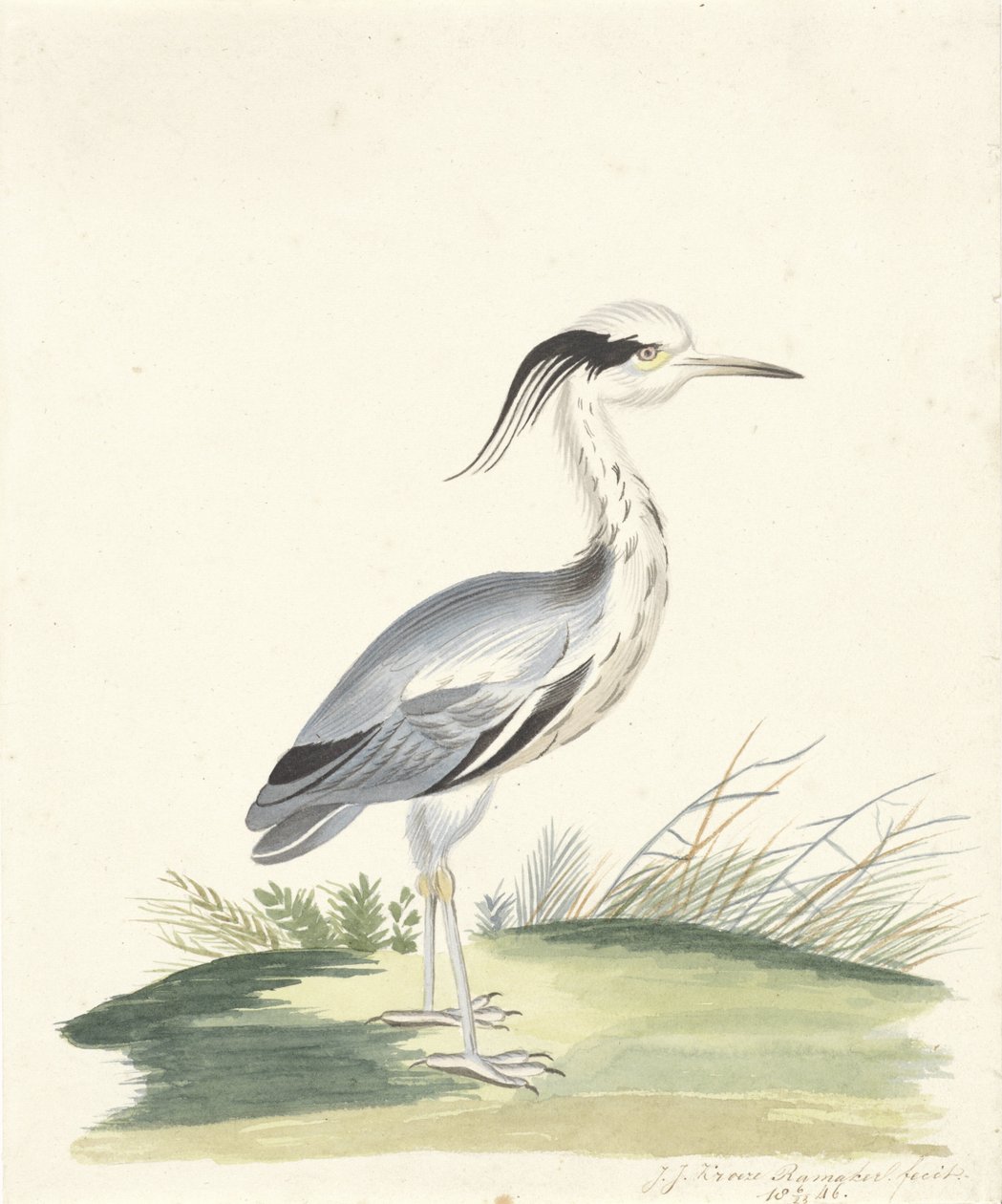 blå hegre av J.J. Ramaker