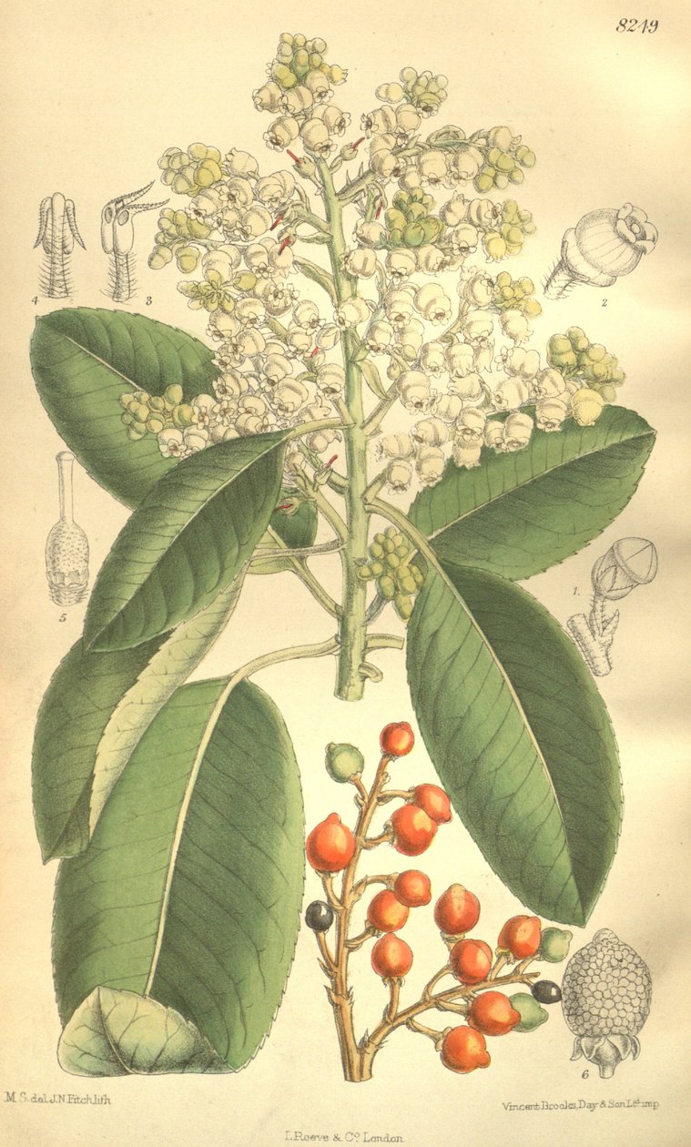 Arbutus menziesii av J.N. Fitch