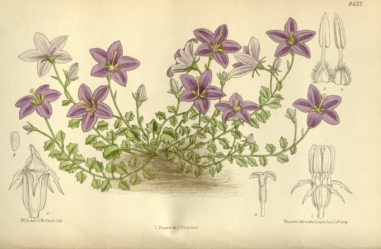 Campanula_arvatica, Campanulaceae av J.N. Fitch