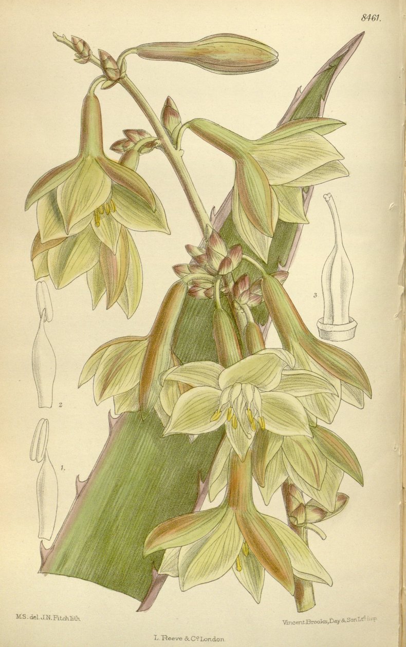 Furcraea elegans (= Furcraea tight), Asparagaceae, Agavoideae av J.N. Fitch