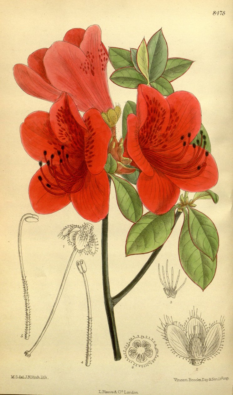 Rhododendron sublanceolatum (= Rhododendron scabrum), Ericaceae av J.N. Fitch