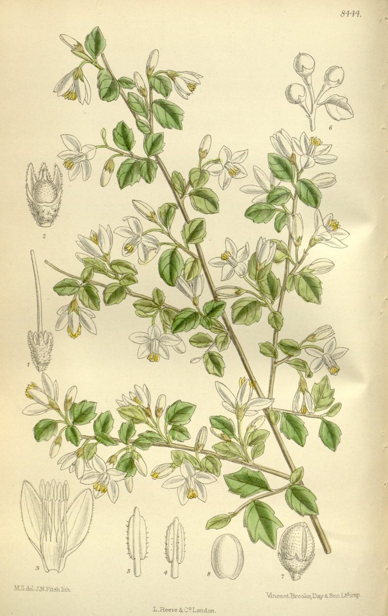 Styrax wilsonii, Styracaceae av J.N. Fitch