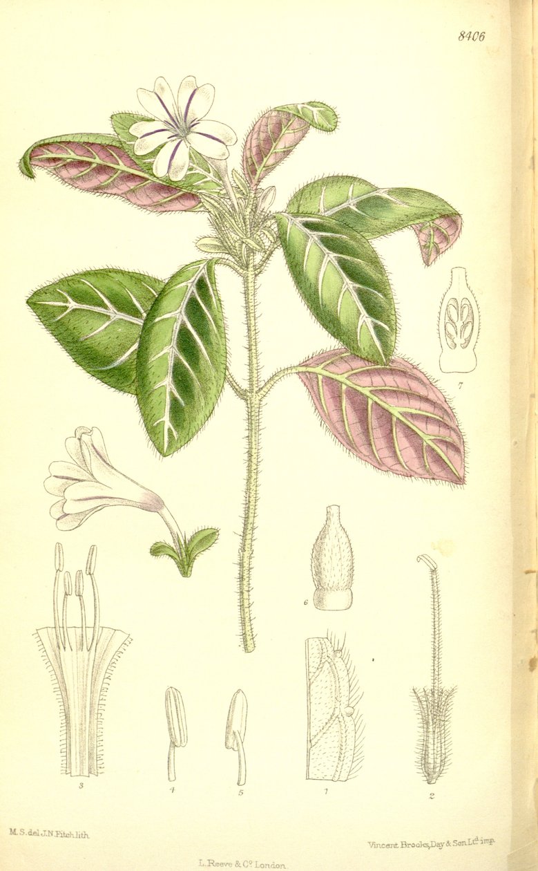 Acanthaceae av J.N. Fitch