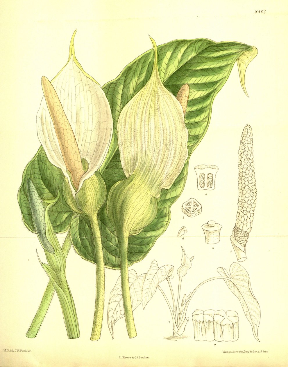 Caladium pubescens, Araceae av J.N. Fitch