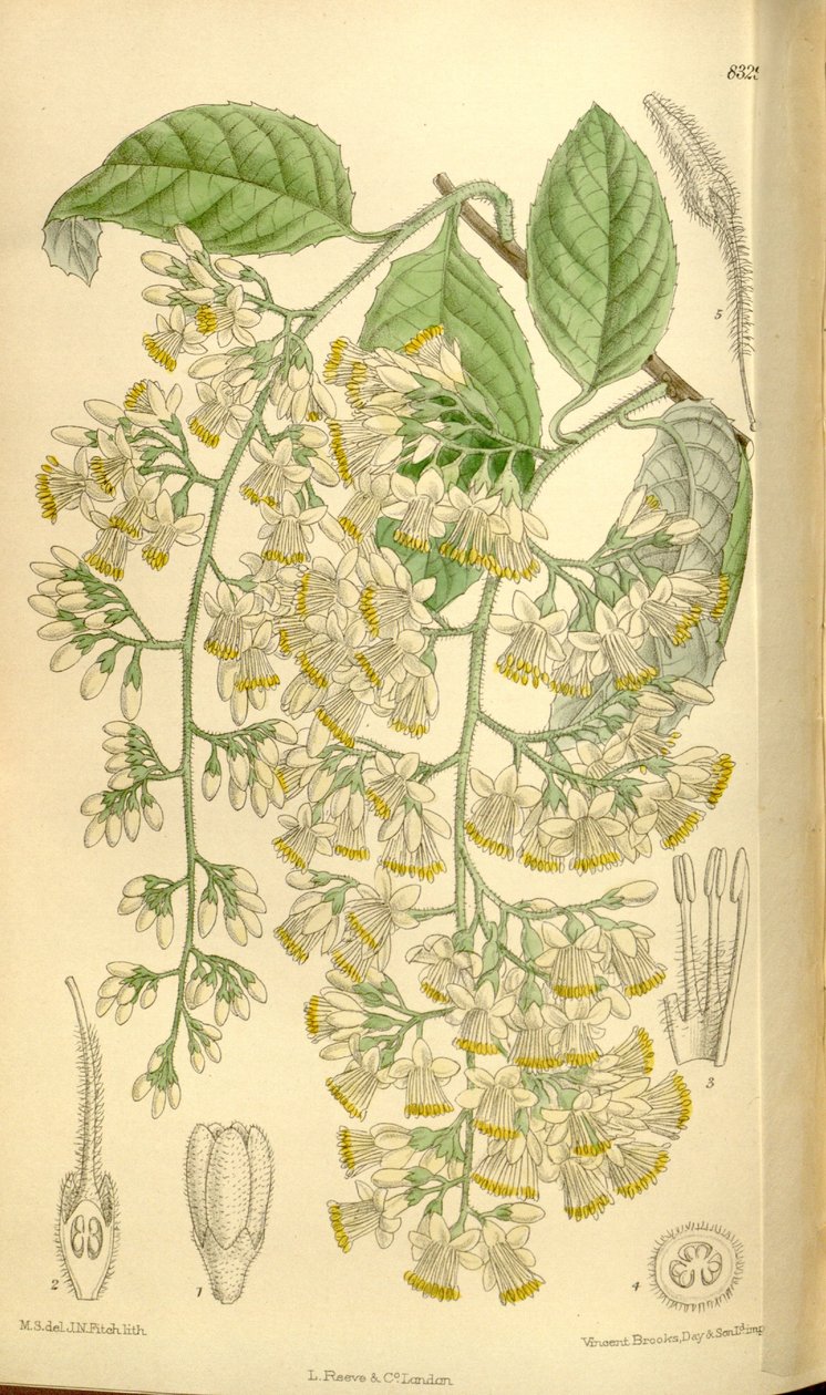 Pterostyrax hispidus, Styracaceae av J.N. Fitch