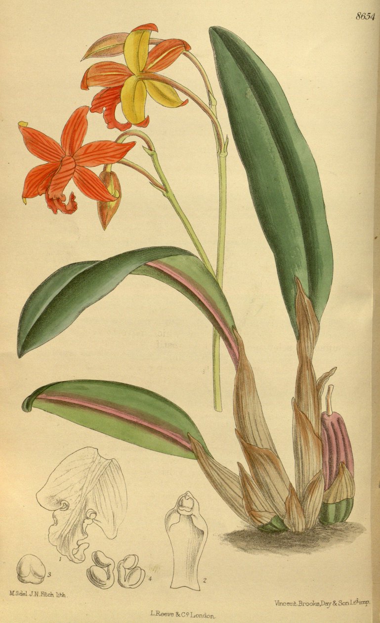 Sophrolaelia psyche, Orchidaceae av J.N. Fitch