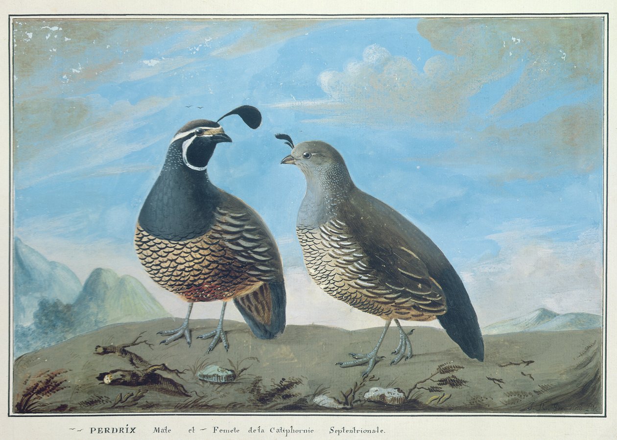 Mannlig og kvinnelig Californian Partridge, fra 'Voyage de La Perouse' av J.R Prevost