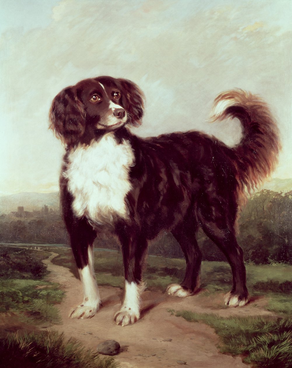 Spaniel av J.W. Morris