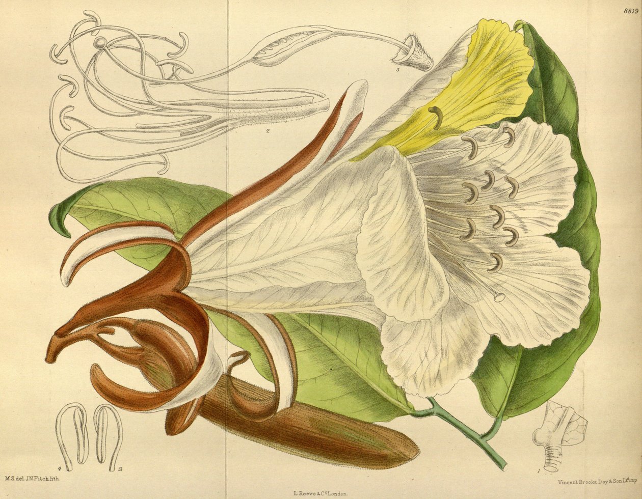 Baikiaea insignis, Fabaceae, Caesalpinioideae av J. N. Fitch