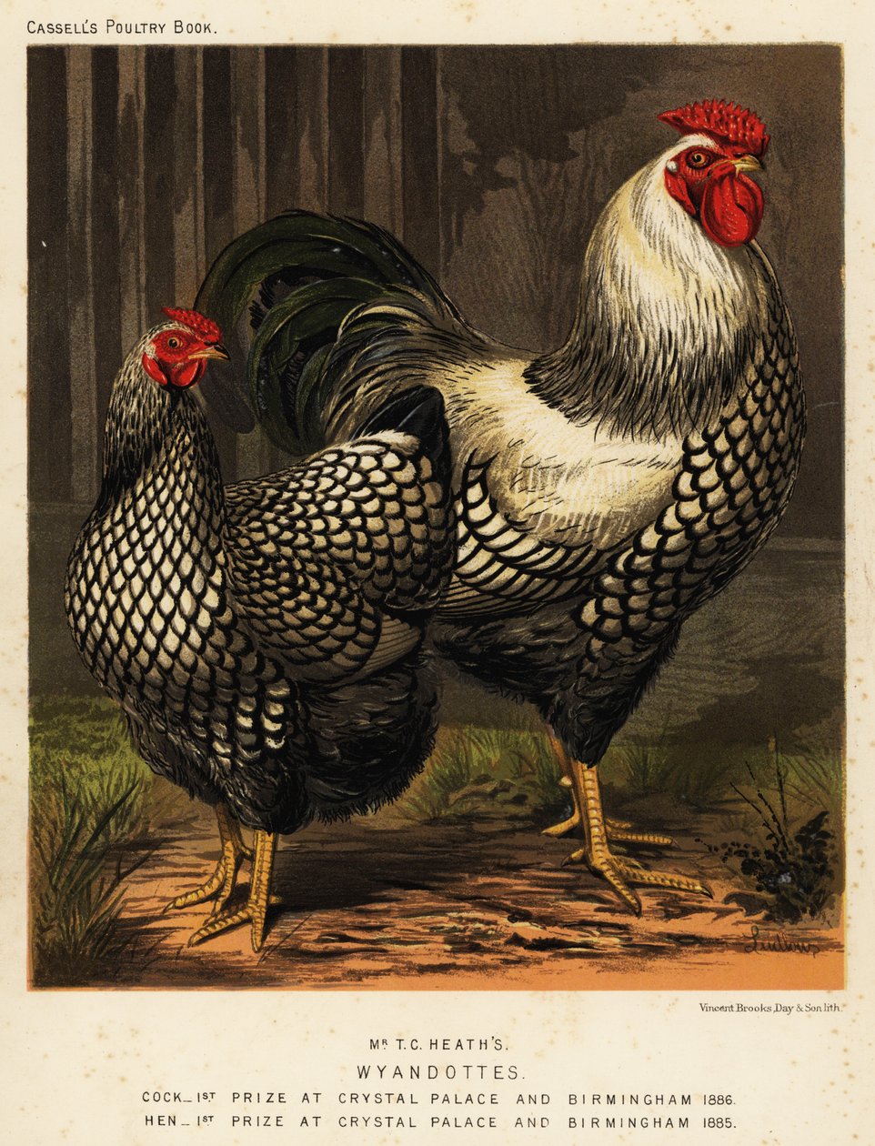 Amerikanske Wyandotte-kyllinger av J. W. (after) Ludlow