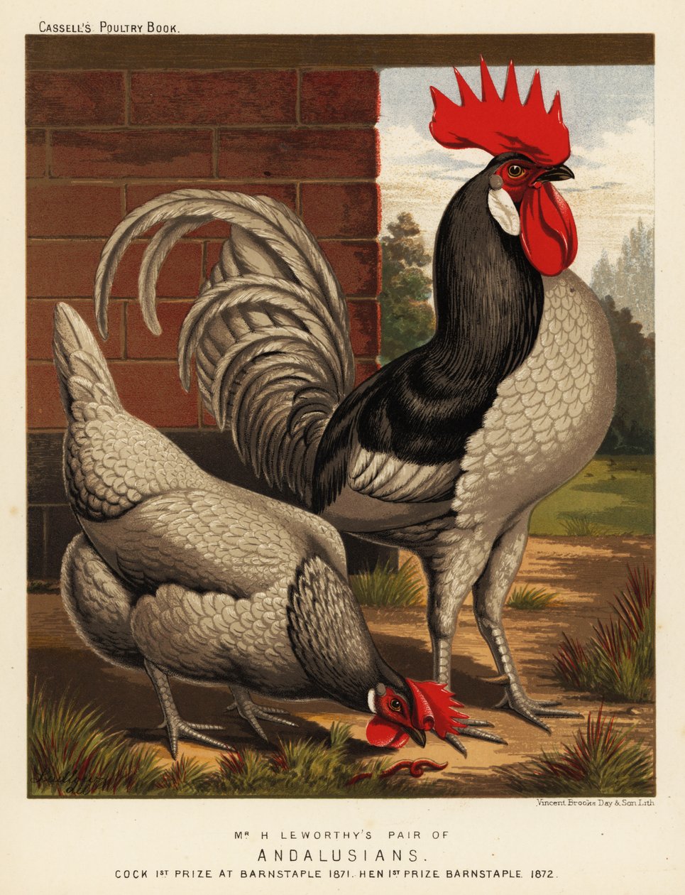 Andalusiske kyllinger av J. W. (after) Ludlow