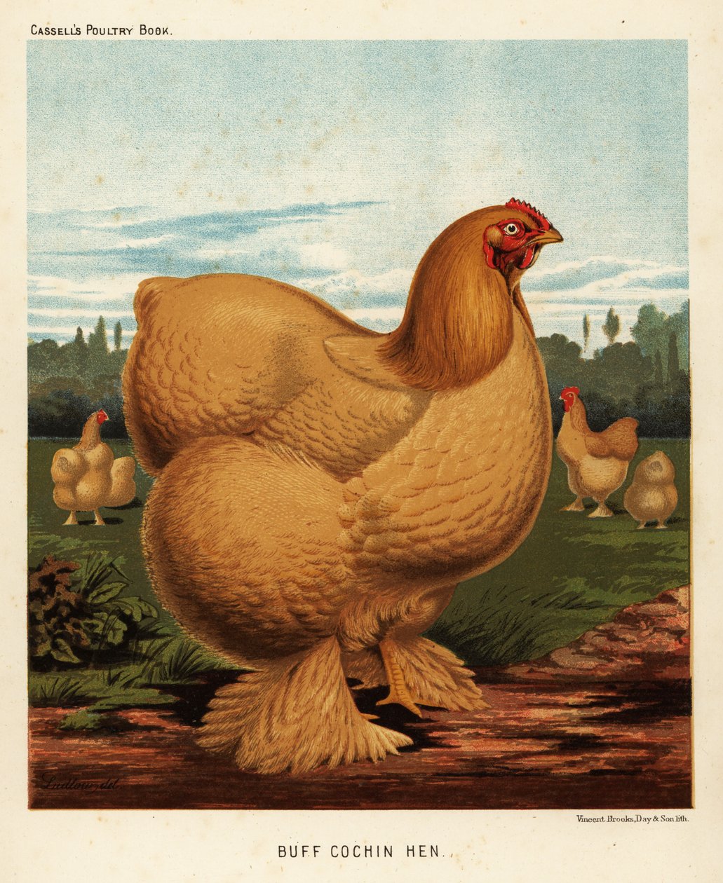 Buff cochin høne av J. W. (after) Ludlow