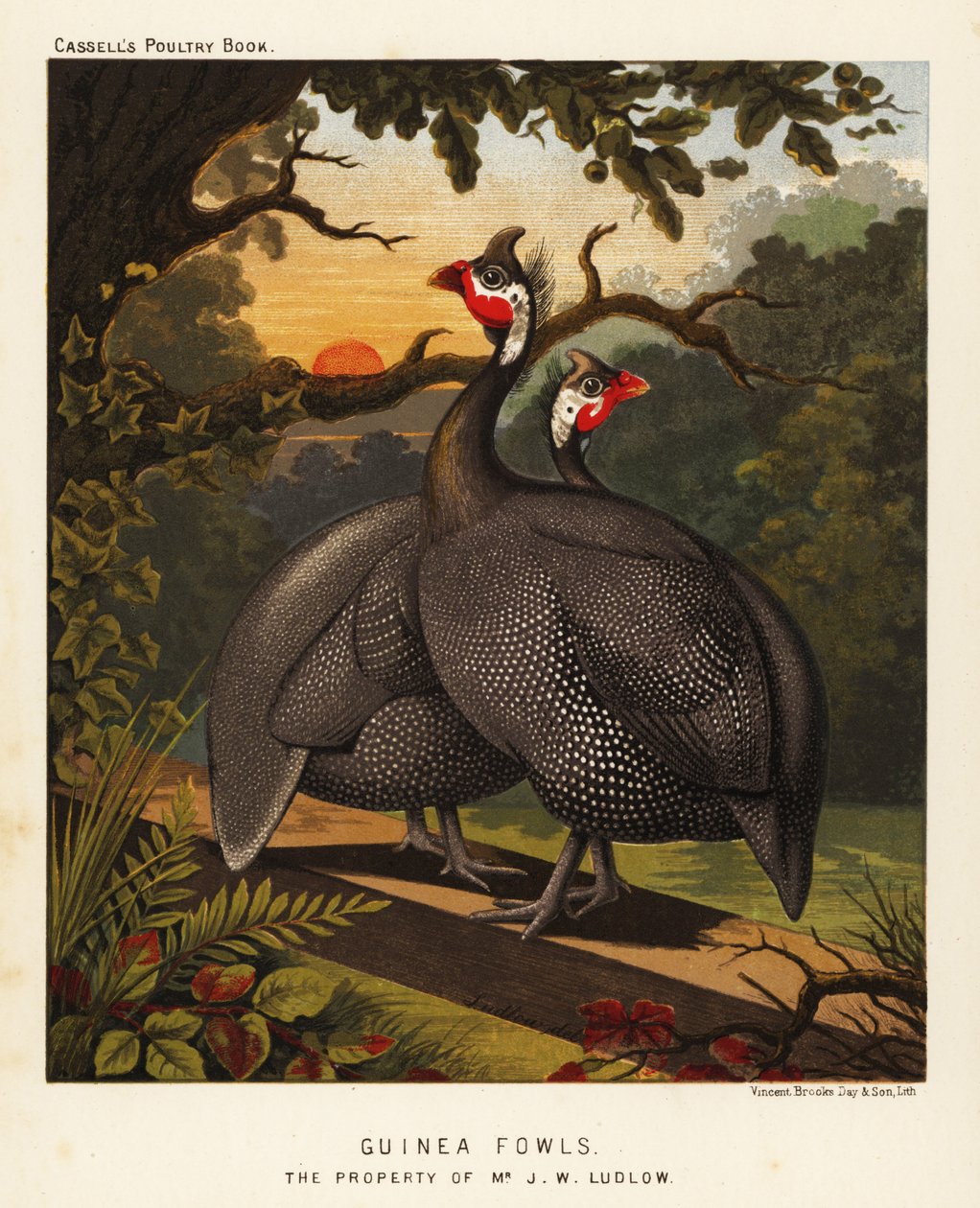 Perlehøns av J. W. (after) Ludlow