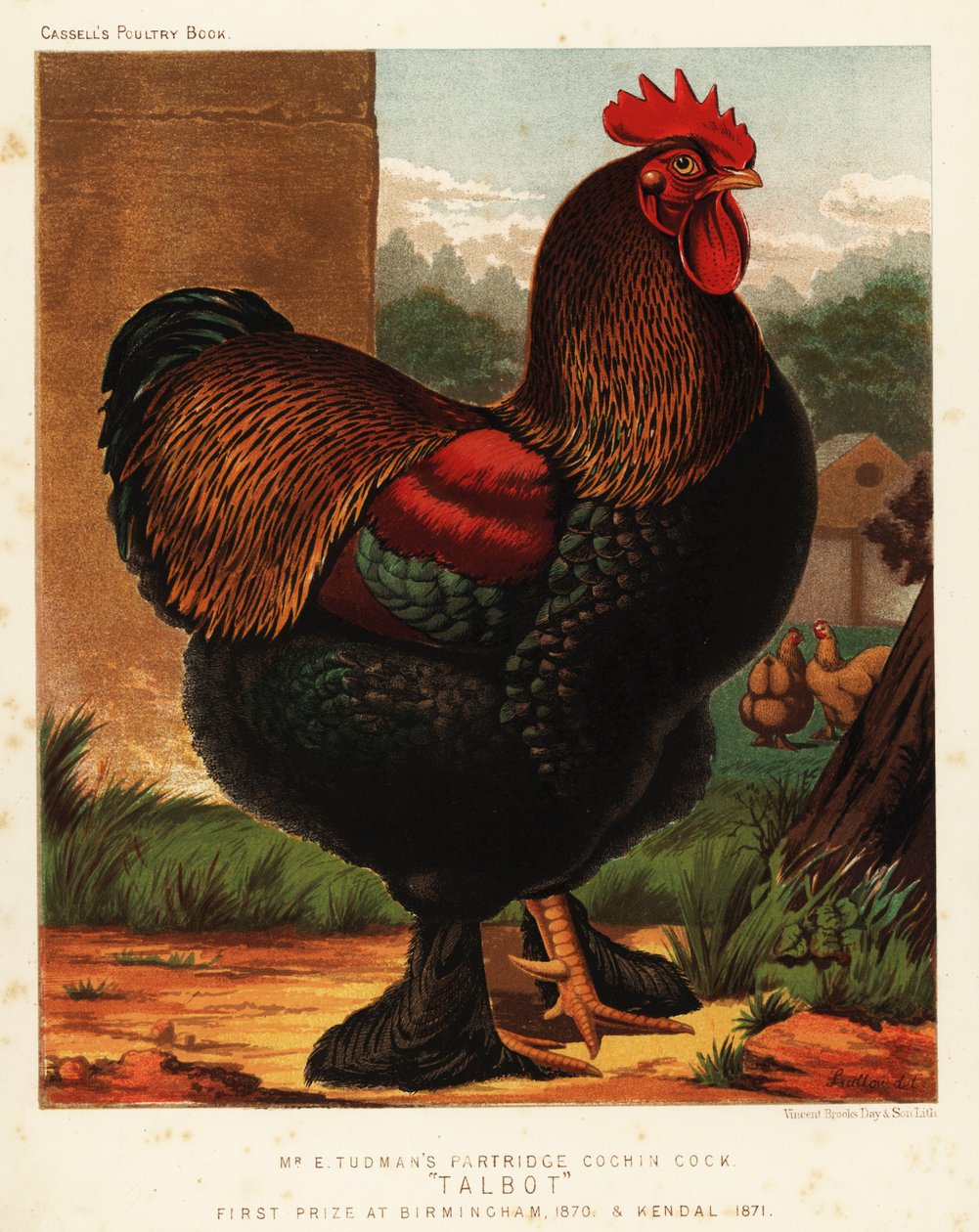 Rapphøne cochin hane av J. W. (after) Ludlow