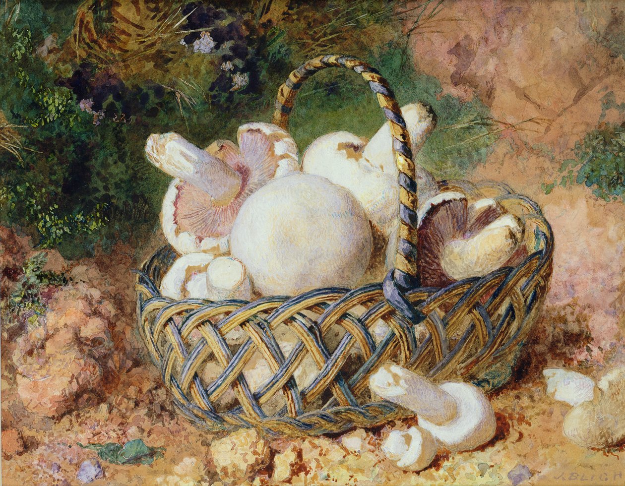 A Basket of Mushrooms, 1871 (se 215285 for par) av Jabez Bligh