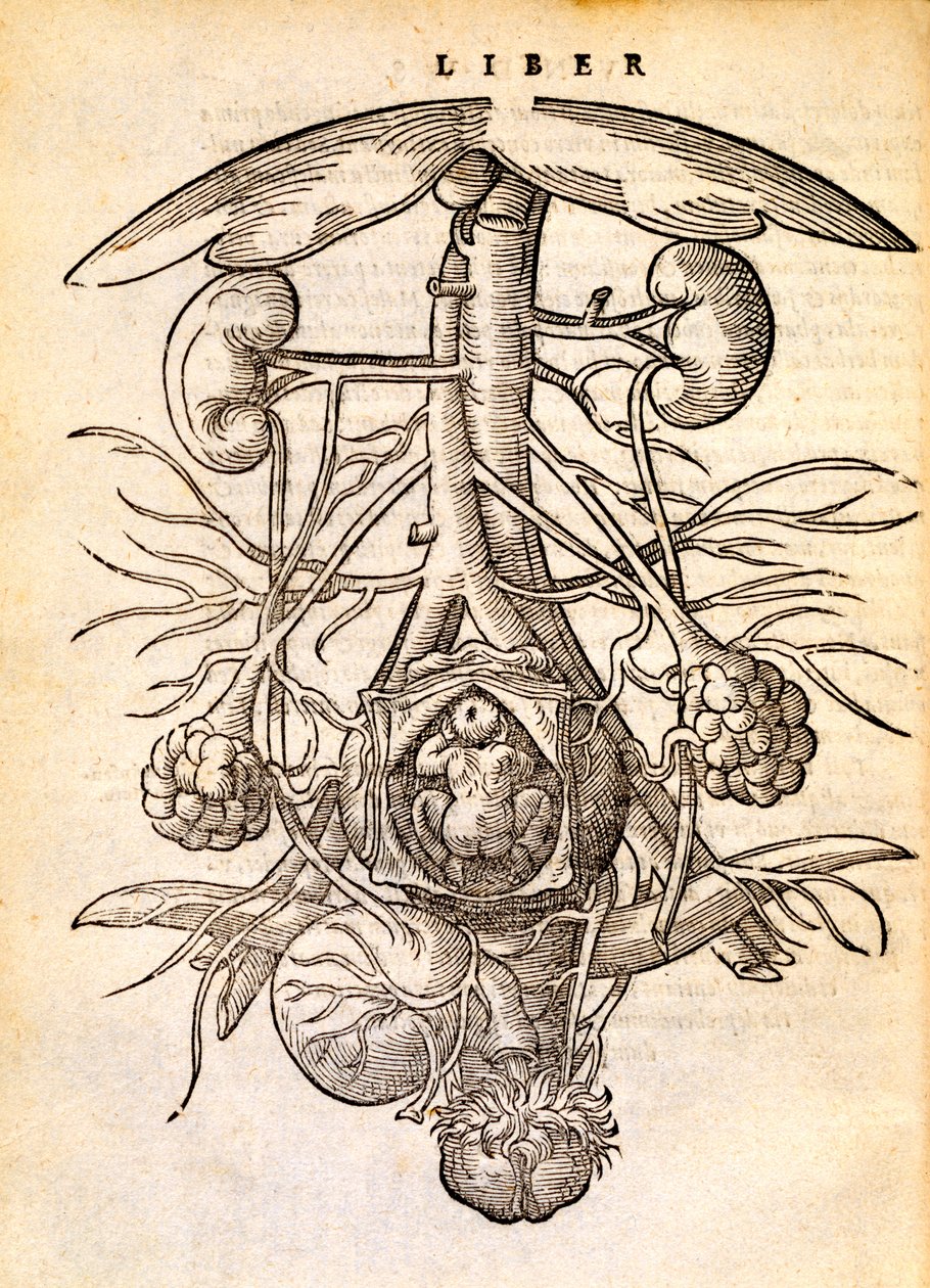 Reproduksjonssystem for gravide kvinner, 1554 av Jacob Rueff