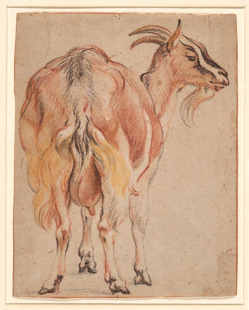 Geit av Jacob Jordaens