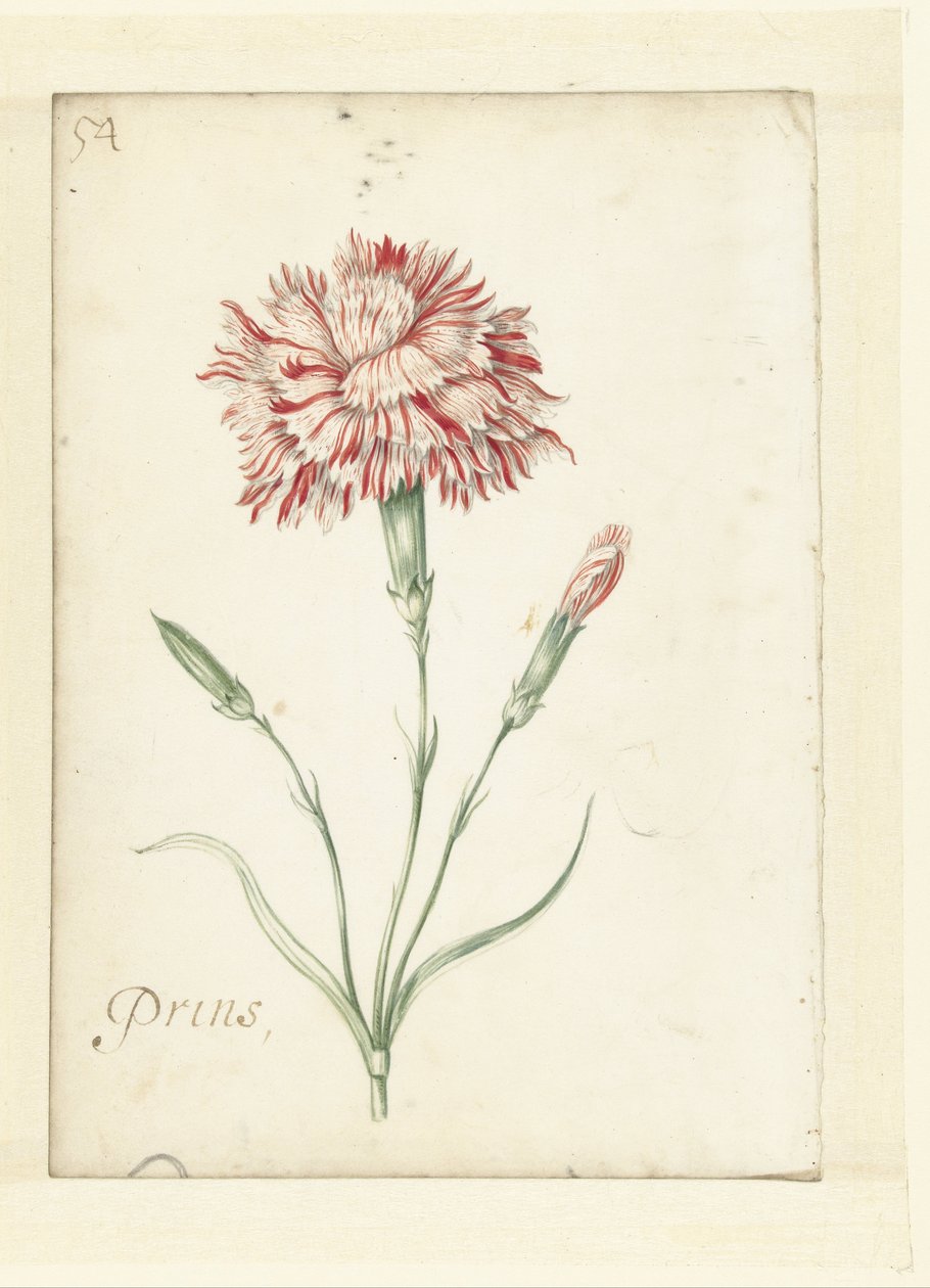 Nellik av Jacob Marrel (possibly)