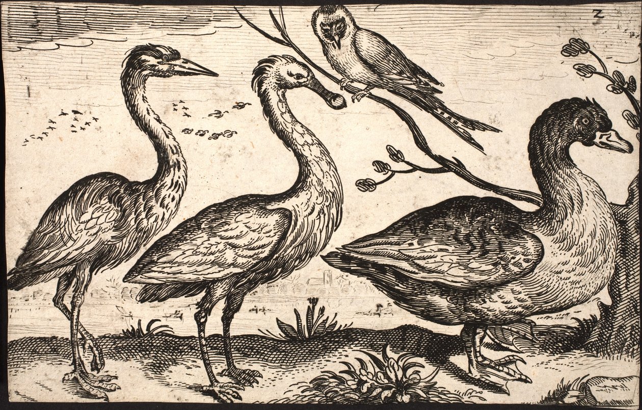 Hegre, skjestork, fugl og gås av Jacob Matham
