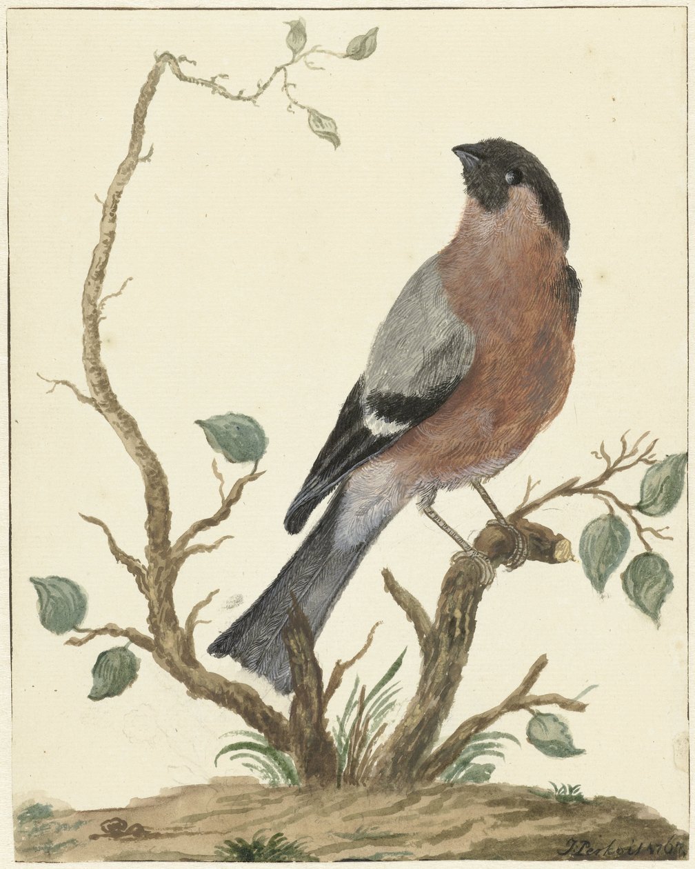 Bullfinch av Jacob Perkois