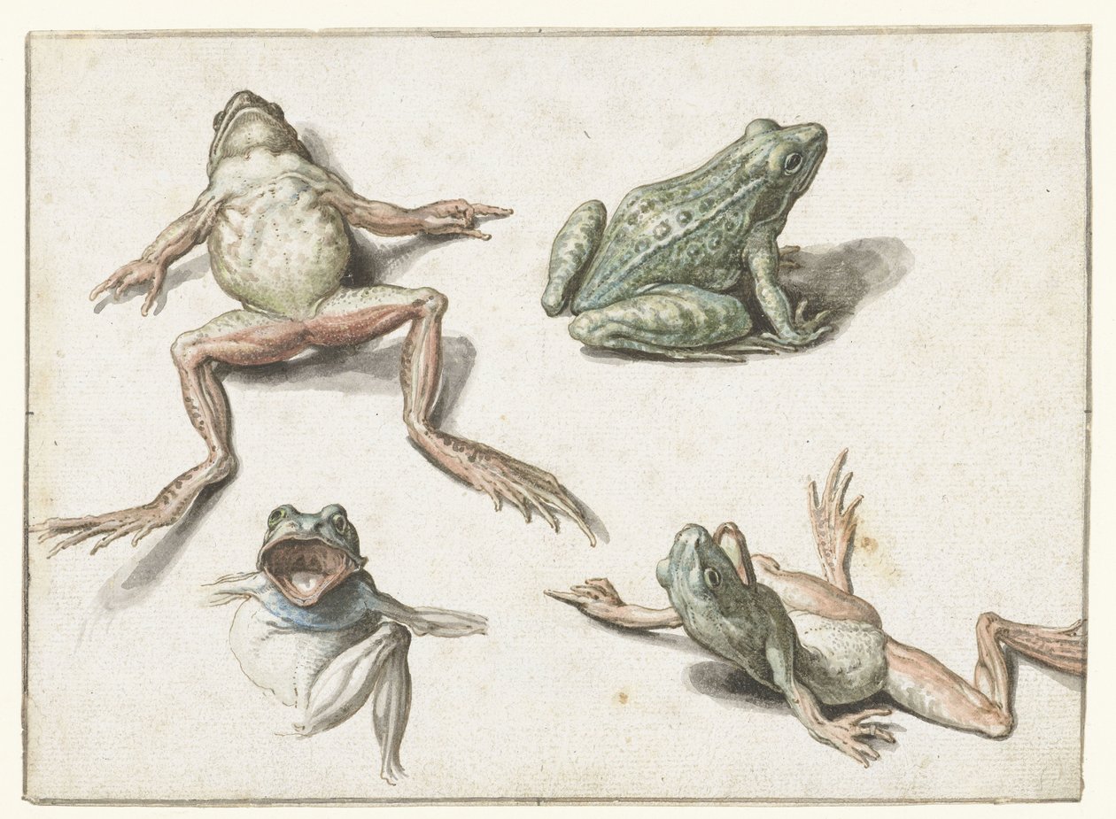 Fire studier av en frosk av Jacob de Gheyn (II)